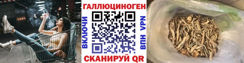где продают   Дмитровск  Псилоцибиновые грибы Psilocybe 